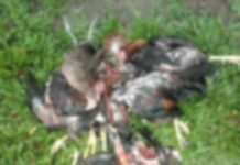 Kapin sa 14 ka mga alagang manok sa Brgy. Marianos, Numancia, gin-atake it owa pa matumod nga sapat