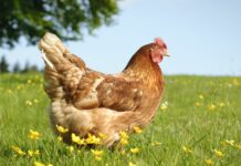 Mus-an nga manok sa U.K., nag-itlog it korteng bilog nga itlog 