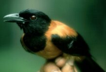 Pispis nga may makamandag nga hilo, makit-an sa Papua New Guinea!