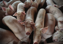 Komitiba sa agrikultura ag iba pa, magapatigayon it legislative inquiry agud nga istoryahan ro reklamo it pederasyon it hog raisers sa Aklan