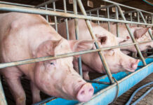 Presyo it buhi nga baboy sa Aklan, nagnaba
