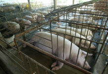 Pagnaba it binaeak-ean makaron it buhi nga baboy, bangud man sa pagnaba it farm gate price