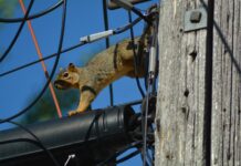 Animal intrusion sambilog sa mga rason kon ham-an it may mga unscheduled power interruption
