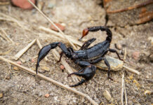 Scorpion farm sa Turkey, ginaboe-an it venom ro mga alakdan agud nga gamitong sangkap sa mga bueong!