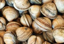 Mga shellfish vendor sa banwa it New Washington, apektado bangud sa red tide toxin isyu