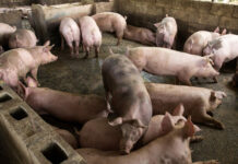Mga hog raisers sa Aklan, ginkalipay ro ginpagguwa nga EO it gobernador nga ginabawae anay ro pagsueod it mga buhi nga baboy ag processed pork products halin sa kaiping nga mga probinsya