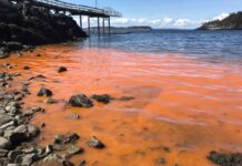 Chemicals nga ginagamit sa kaeanasan, ginapatihan nga rason it pag-angkon it red tide toxin sa mga kaeawran.