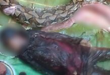 Naduea nga lola sa Indonesia, nakit-an sa sueod it tiyan it mabahoe nga sawa!