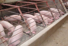 Pagregulate paguwa it karne paadto sa mga kaeapit nga probinsya, kinahangean para mapabilin nga bastante ro supply it karneng baboy sa bilog nga probinsya it Aklan