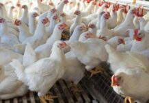 Produksyon it manok, pundo anay bangud sa pagkalugi