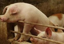 Pagbantay sa African Swine Fever, hugot pang ginpatuman it LGU-Kalibo ag monitoring team