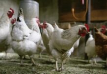 OPVET-Aklan, hugut nga nagapatigayun it monitoring kontra bird flu