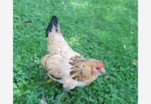 20 anyos nga manok it sangka babaye halin sa Michigan, makabig nga pinakamagueang nga manok sa bilog nga kalibutan