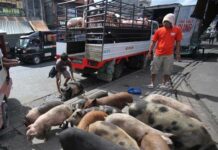 Hog raisers, padayon nga nagakalisod bangud nga nagnaba eoman ro presyo it buhi nga baboy