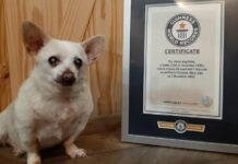 Chihuahua halin sa Ohio ginpangaeanan nga pinakamagueang nga ayam nga nagakabuhi sa bilog nga kalibutan it Guinness World Records