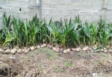 PCA Aklan, nakataeana nga magtukod it sangka coconut hybrid seed farm