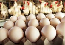 Presyo it itlog ag manok mas pang nagtaas