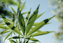 Pilipinas posibleng maging exporter it marijuana engkaso nga maging laye