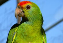Eaeaki, ginsentensiyahang makulong bangud sa obra it anang alagang parrot!