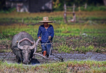 Programang magatao it subsidiya ag magapadasig sa loan financing para sa mga mangunguma, igapatuman ni Pangueong Marcos