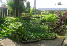 Hands on agritech demo para sa mga senior citizen ag PWD, aprubado eon sa Sangguniang Bayan it Kalibo