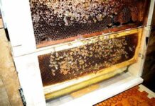 Pamilya sa U.K., natukiban nga gina-istaran it pukyutan ro andang baeay matapos mag-awas ro honey sa andang pader!