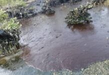 Paglimpyo sa mangrove ag sea grass nga apektado it oil spill, pahirapan