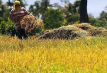 Mga mangunguma, haeos katunga ro kapyerdihon sa andang ani makaron nga cropping season