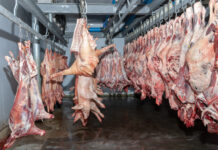 Executive order nga nagamandu it pagbawae sa pagpasueod it buhi nga baboy sa bilog nga probinsya it Aklan , paborable para sa mga hog raisers