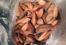 Pilipinas, uman nga maga-export it pili nuts sa Europa