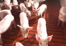 Probinsya it Aklan, nakalista it kauna-unahang kaso it African Swine Fever maghalin sa Brgy. Arcanghel Sur, Balete