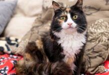 Kuring nga gin-eowas ro kabuhi it anang amo, naging nominado para sa National Cat Award!