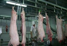 Mga baboy sa barangay Arcanghel, Balete, hugot nga ginamonitor