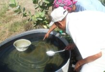 DOH, nagpadumdom sa pagtipon it tubi sa tunga it limitadong suplay para malikawan ro sakit nga dengue