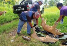 Nakumpiskang bag-ong katay nga baboy, ginsunog