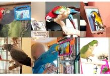 Mga scientist, gintur-an ro mga parrot kun paalin nga mag-video call!