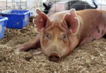 African Swine Fever, padayon nga nakakaapekto sa mga hog raiser sa Aklan