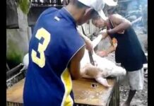 Pagkatay it baboy ag iba pang kasapatan sa ugsaran it baeay, hugut nga ginabawae