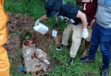 Lechon nga naintercept sa checkpoint, ginsunog it mga otoridad
