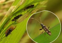 Municipal Agriculture Office it Makato hugot nga ginabantayan ro posibleng pag-atake it uman it rice black bug
