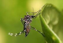 Tapnaon ro Aedes Aegypti