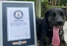 Sangka ayam halin sa Illinois (ilinoy) nga naga angkon it 5.46-inch nga dila, bag-ong world record holder