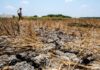 OCD-Region VI, ginsuportahan ro panawagan ni PBBM nga mag-tipon it tubi-uean sa atubang it nagahilapit nga Very Strong El Niño
