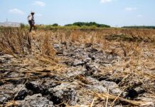 OCD-Region VI, ginsuportahan ro panawagan ni PBBM nga mag-tipon it tubi-uean sa atubang it nagahilapit nga Very Strong El Niño