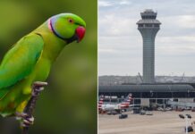 Exotic na ibon, pumasok sa paliparan sa Chicago at nanuklaw ng mga pasahero