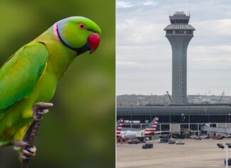 Exotic na ibon, pumasok sa paliparan sa Chicago at nanuklaw ng mga pasahero