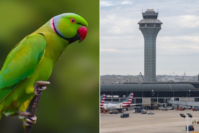 Loro