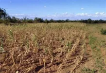 OCD-Region VI, ginsuportahan ro panawagan ni PBBM nga mag-tipon it tubi-uean sa atubang it nagahilapit nga Very Strong El Niño