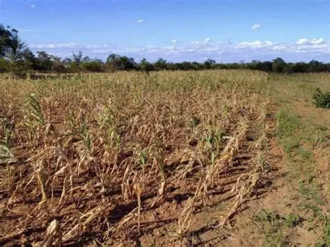 OCD-Region VI, ginsuportahan ro panawagan ni PBBM nga mag-tipon it tubi-uean sa atubang it nagahilapit nga Very Strong El Niño