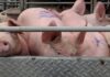 Hog raisers sa Aklan, nalulugi sa mababang presyo ng baboy; traders, mas kumikita pa umano
